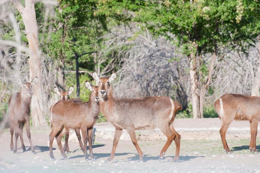 Emanya@Etosha Villa Namutoni Exteriör bild