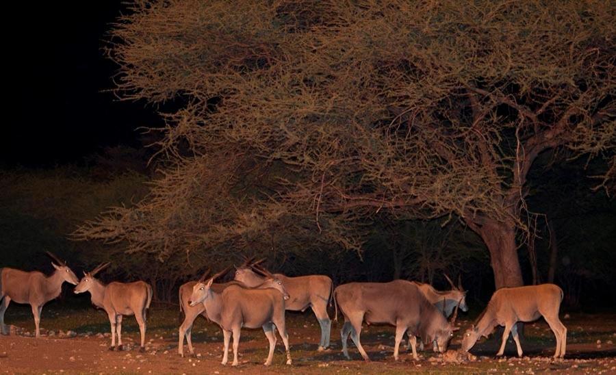 Emanya@Etosha Villa Namutoni Exteriör bild